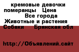 кремовые девочки померанцы › Цена ­ 30 000 - Все города Животные и растения » Собаки   . Брянская обл.